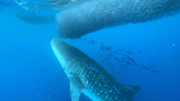 Video shows rarely-seen 30-foot whale shark feeding in Hawaiian waters