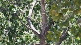 Roundup: Mountain lion chased up tree in Simi Valley, more Ventura County news