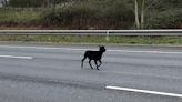 Trio of goats cause chaos as they stop motorway traffic