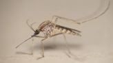 Expertos en mosquitos luchan contra la plaga más molesta del verano