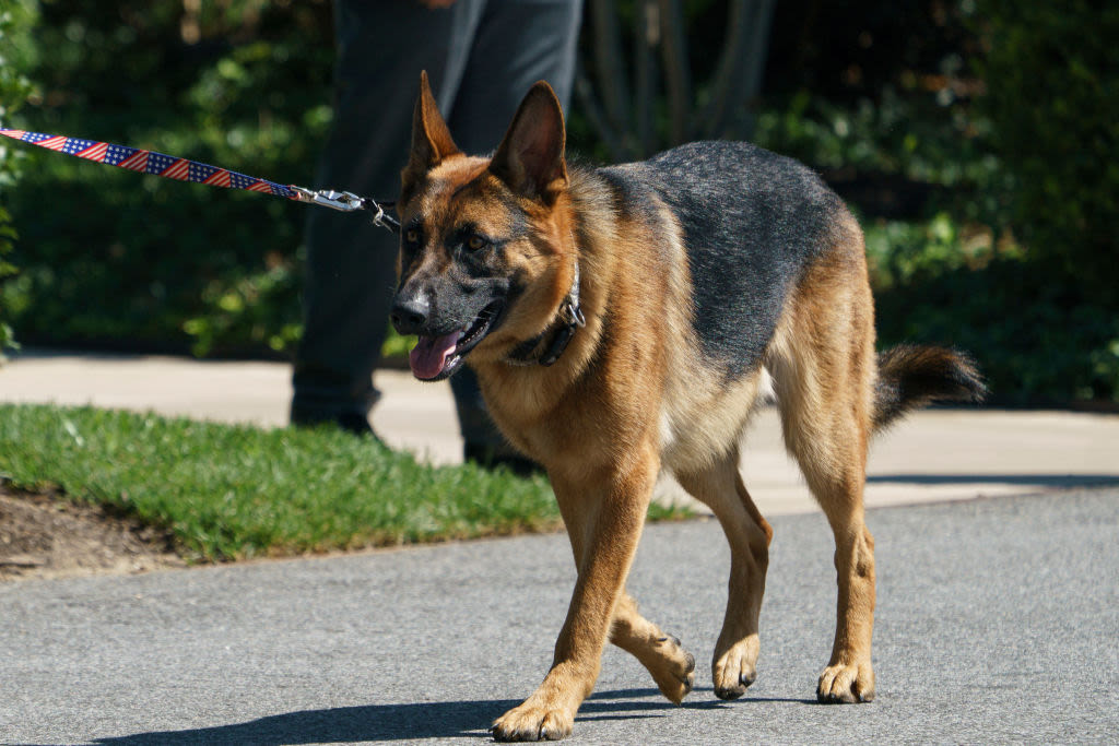 Dog Shooter Kristi Noem Sets Her Sights on Biden’s Commander