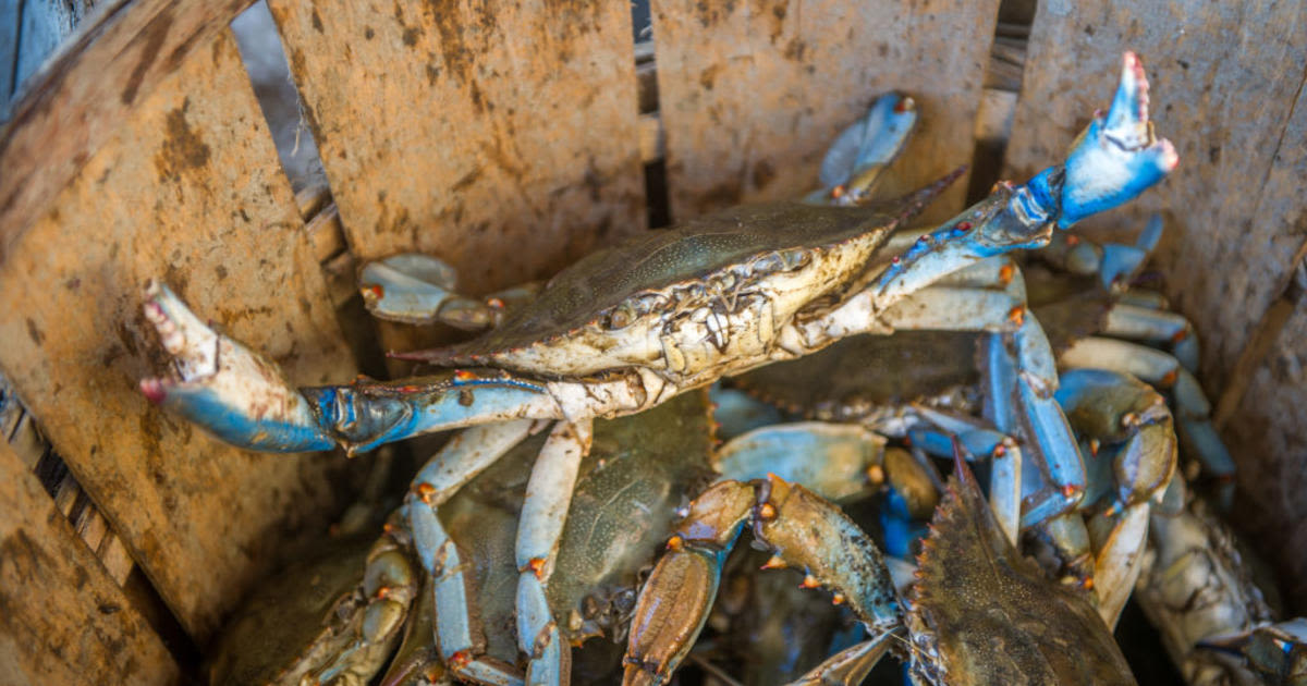 Virginia votes to lift 15-year prohibition on winter blue crab dredging