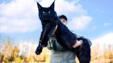 Massive Maine Coon Cat Gives Mom High Fives Like a True Pro