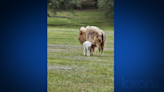 Rare white bison born at Central Texas ranch