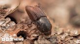 Spruce beetle pest controls introduced across East Anglia