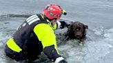 Indiana Firefighters Rescue Dog from Icy River: See the Photos