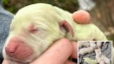 Limelight! Golden retriever puppy born with rare green fur goes viral