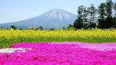 太美了！北海道山腳下的黃紅花海令人驚豔 | 蕃新聞