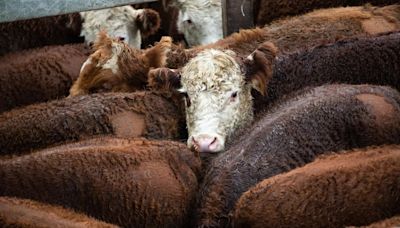 El consumo de carne de vacuno en Argentina se desploma hasta el nivel más bajo en 100 años