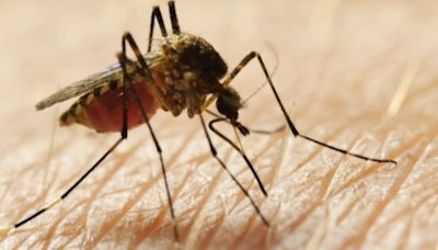 West Nile virus detected in Middle Tennessee