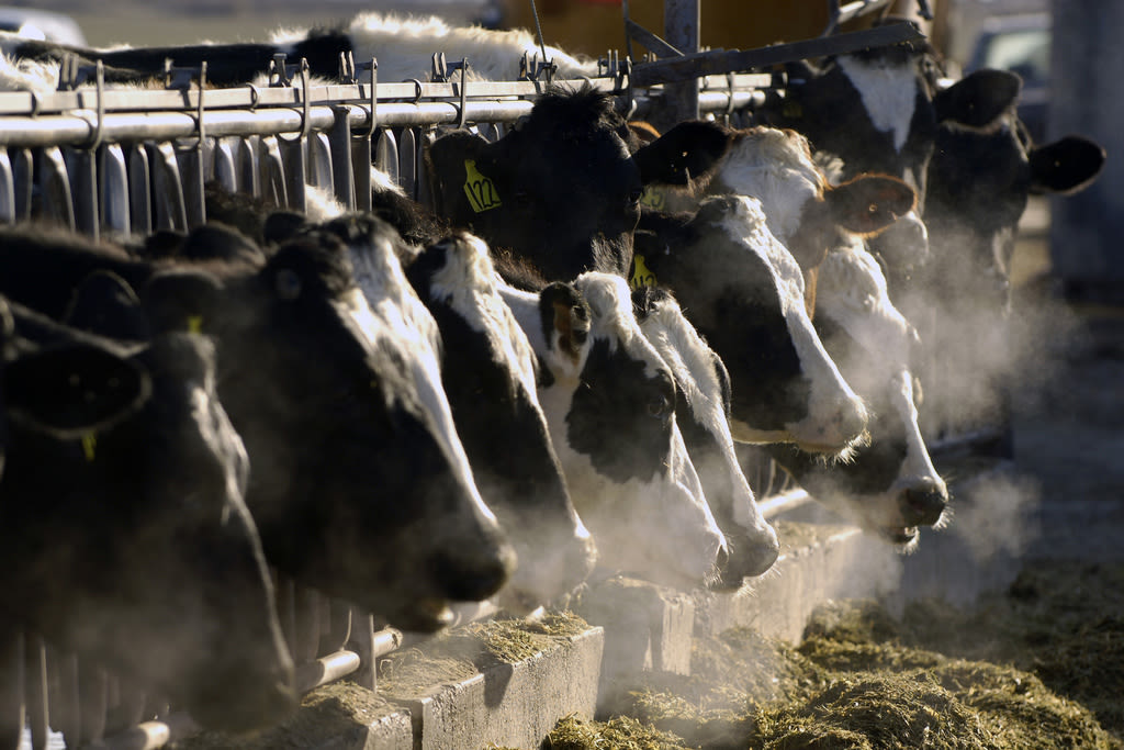 Bird flu remnants found in milk, FDA says