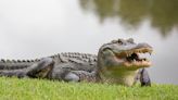 1 Dead in Fatal Alligator Attack at South Carolina Retention Pond Near Myrtle Beach