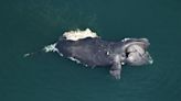 Another endangered whale last seen off Georgia coast dies; calf also considered a casualty