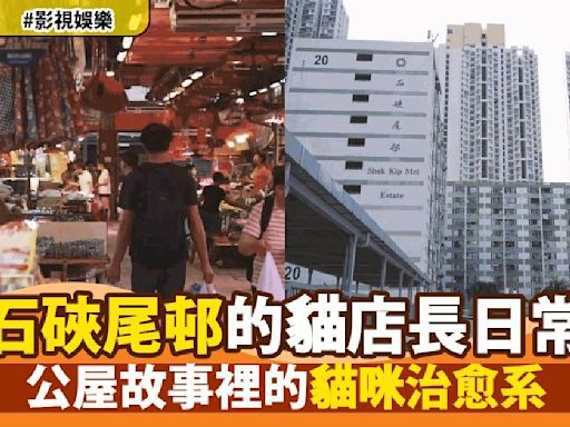 香港石硤尾邨公屋文化探祕：貓店長成為街市新寵 六隻貓咪為雜貨店帶來無限歡樂