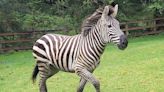 Runaway zebra spotted in North Bend