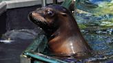 New York City flooding allows sea lion to briefly escape Central Park Zoo pool