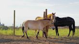 ‘Ferrari in a junkyard’: Mules sold at auction are rare, endangered horses