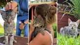 La inspiradora labor del Lanai Cat Sanctuary en la pequeña isla de Hawái que alverga más de 600 gatos