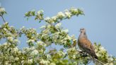 Turtle dove hunting ban boosts western European population by 25%
