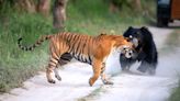 Bear vs tiger: Watch 2 of nature's heavyweights face off in the wild in India