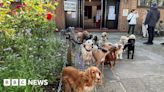 Dulwich dogs gather for traditional polling station pack photo