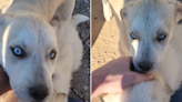 Man meets neighbor's litter of puppies, internet can't get over one detail