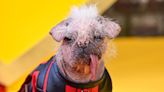 Britain's ugliest dog Peggy's red carpet moment with Ryan Reynolds