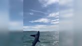 Rare thresher shark captured jumping from ocean off British coast