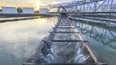 Growing water use a concern for chip industry and AI models