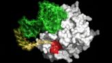 New molecule mimics the anti-clotting action of blood-sucking organisms