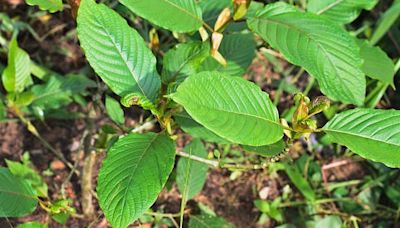 Not all kratom is equal. A new Oklahoma law will help protect consumers from its risks.