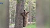 Witnesses contradict homeowner's account of Tahoe bear cub death