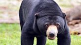 Bears that look suspiciously human are circulating online after a zoo in China denied using a person in a costume instead of a real bear
