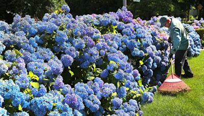 ‘Some of it looks like a storybook’: Why it’s been a remarkable year for hydrangeas in New England - The Boston Globe