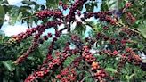 Colheita de café 24/25 do Brasil alcança 21%, diz Safras & Mercado Por Reuters