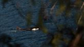 Pod spotted relatively near orphan B.C. orca, experts express caution