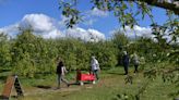 Have your pick: 5 orchards in Central Mass. open for apple picking