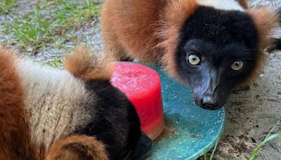 Las innovadoras técnicas de un zoológico para mantener frescos a sus animales durante la ola de calor en Estados Unidos