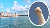 Popular Cornish destinations top list of UK seagull attack hotspots