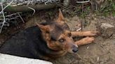 Man Rescued After Jumping into Los Angeles River to Save His Dog: 'Harrowing Experience'