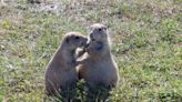 Plague found in Badlands area prairie dogs, NPS says