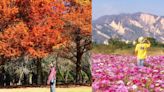 從台中出走的「秋」旅行 波斯菊花海、銀杏湖祕境、高山紅葉美景！台灣的秋色原來這麼美