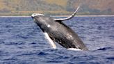 WATCH: Breaching Humpback Whale Capsizes Boat Off New Hampshire Coastline