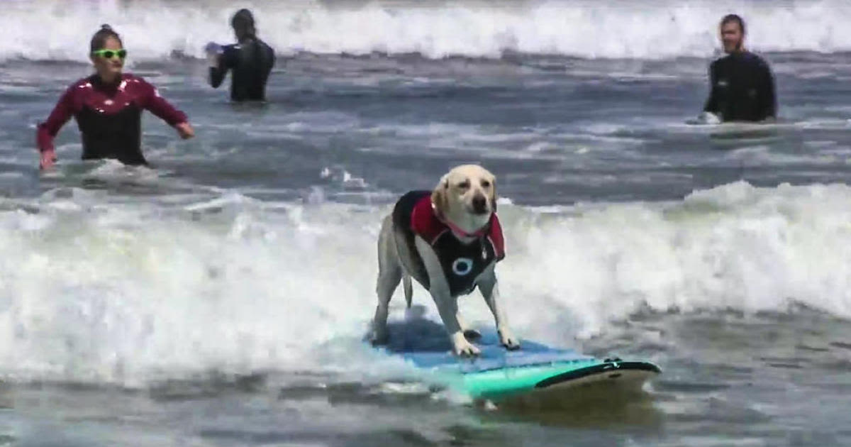 Thousands crowd beach in Pacifica for World Dog Surfing Championships