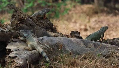 衛武營都會公園賞鳥一次驚見4隻綠鬣蜥 高雄去年至今抓6387隻