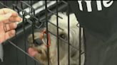 Plant City continues mega pet adoption event at fairgrounds