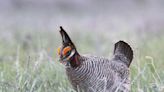 Why is Congress fighting with the Biden administration over the lesser prairie chicken?