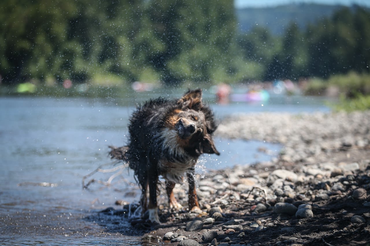 Miss Manners: How do we tell our sister her laundry smells like wet dog without offending her?