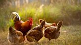 CDC investigating multistate salmonella outbreaks linked to backyard poultry