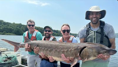 Giant 220-pound fish caught in the Hudson Valley by endangered species research team